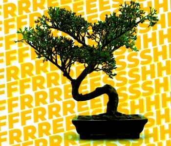 What People Are Saying About Different Little Trees Scents