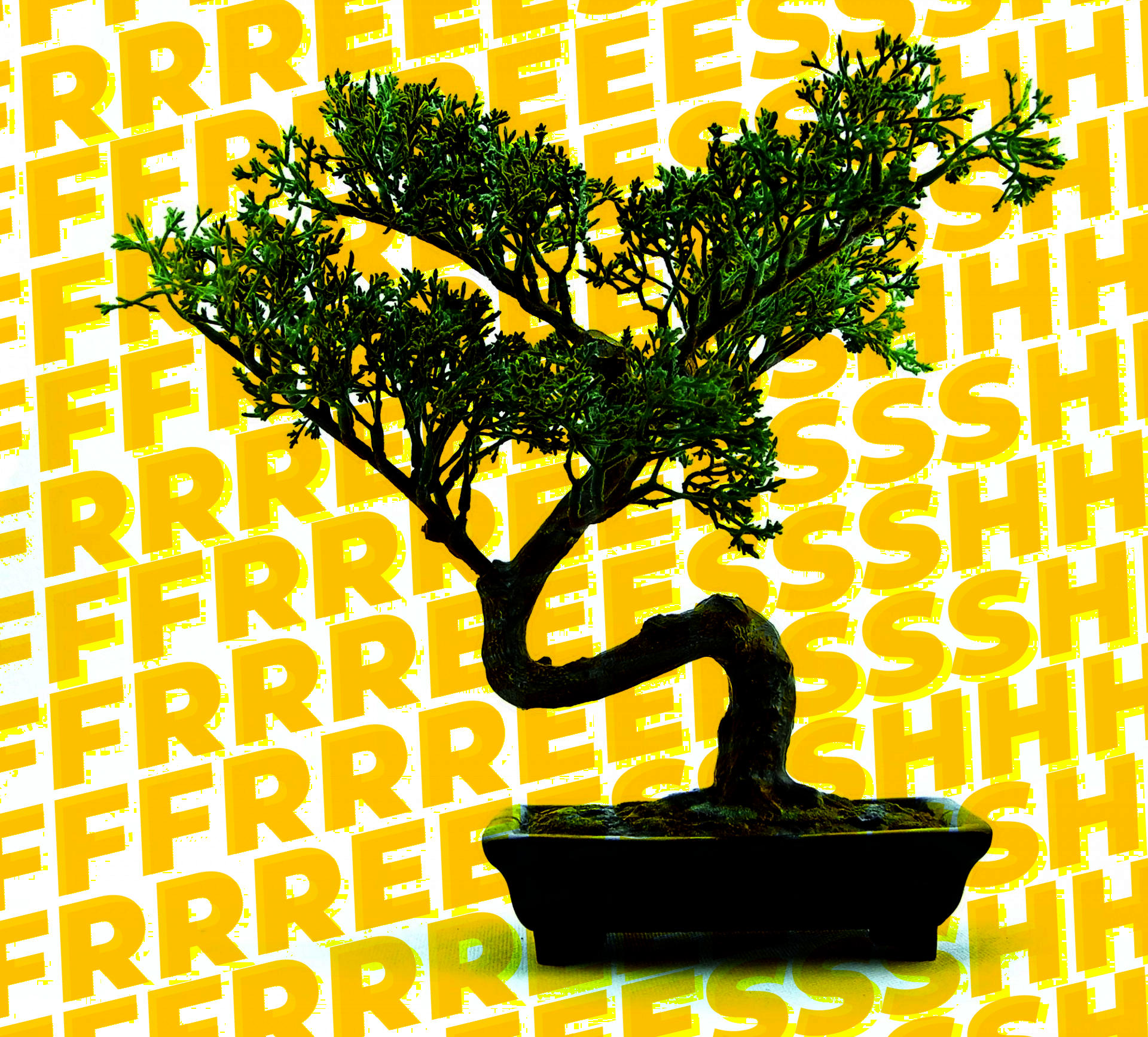 What People Are Saying About Different Little Trees Scents